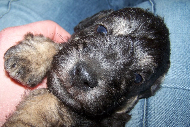 Arc-en-ciel Arlequin 06.02 (9).JPG